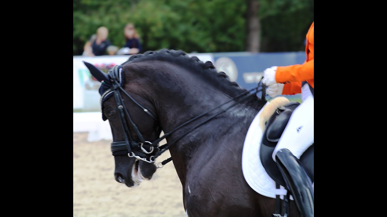EM Dressur in Hagen a.TW. 2021 - Warm up Grand Prix Freestyle