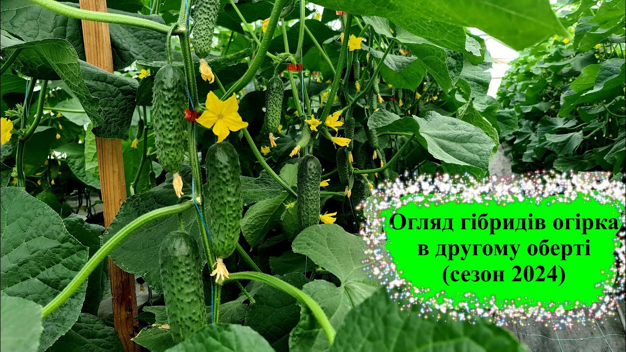 Огляд гібридів огірка в другому оберті (Сезон 2024)