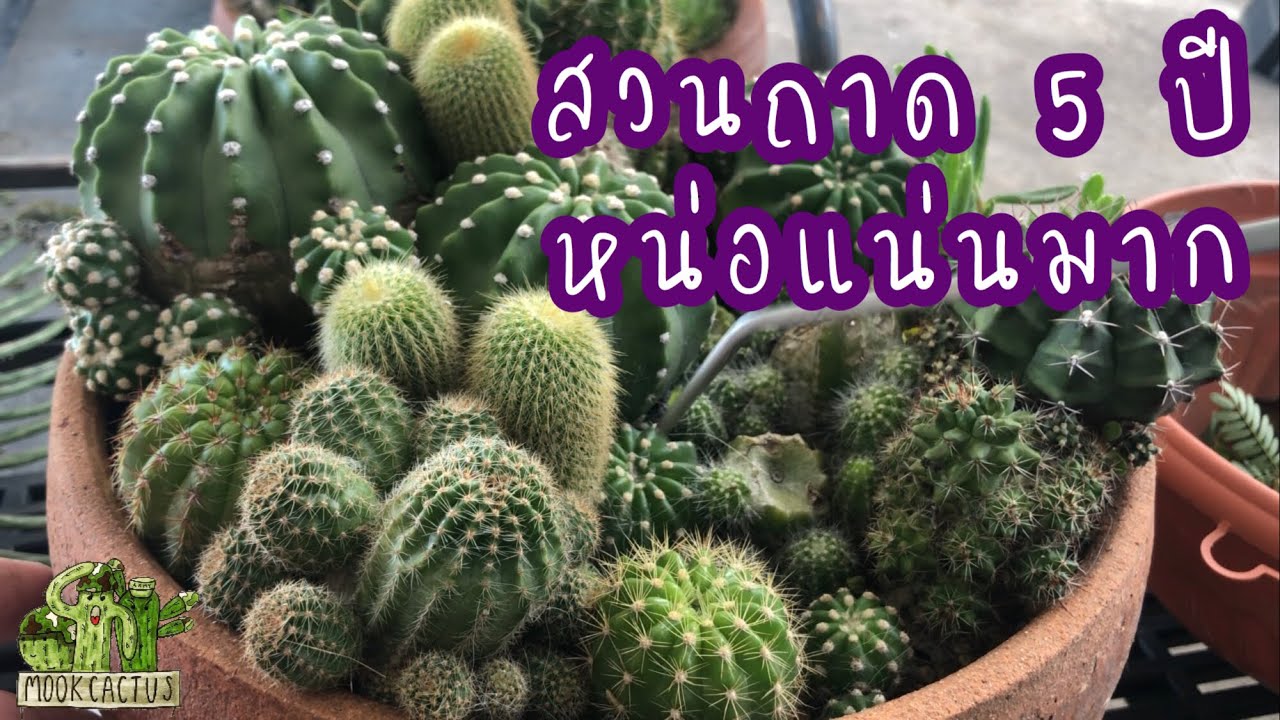 สวนถาด 5 ปี หน่อแน่นมาก | 5 years old cactus tray garden|MookCactus