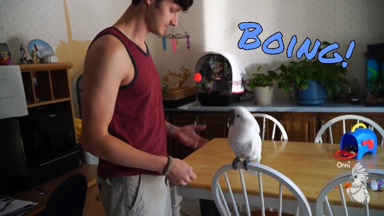 Onni Cockatoo and the Bouncy Ball