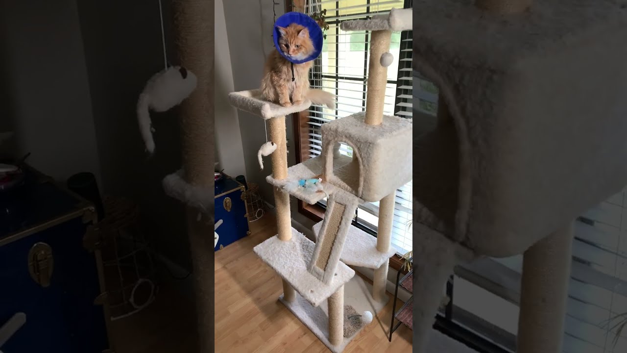 Want the Best Cat Tree for Your Kitty? Try this 4-Tier Cat Tower!