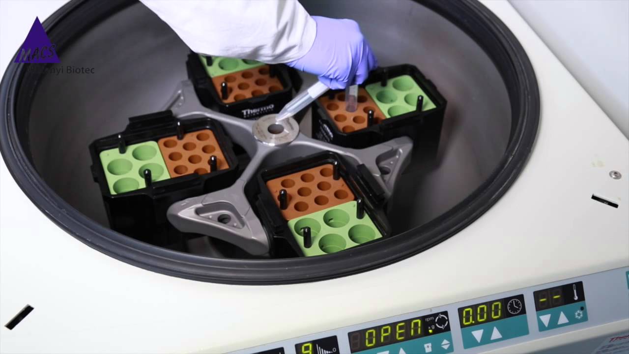 How to Isolate Viable Astrocytes - Video Protocol