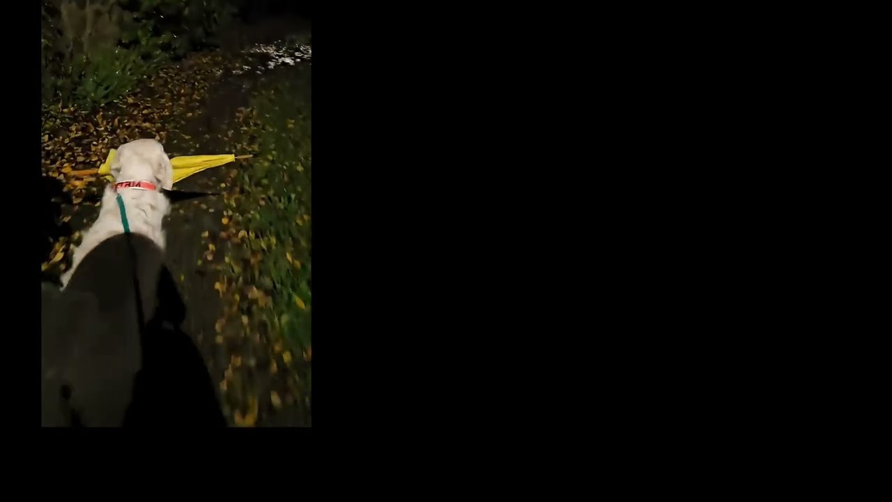 Mi mood- Flacrid videoclip oficial( porque yo lo digo)