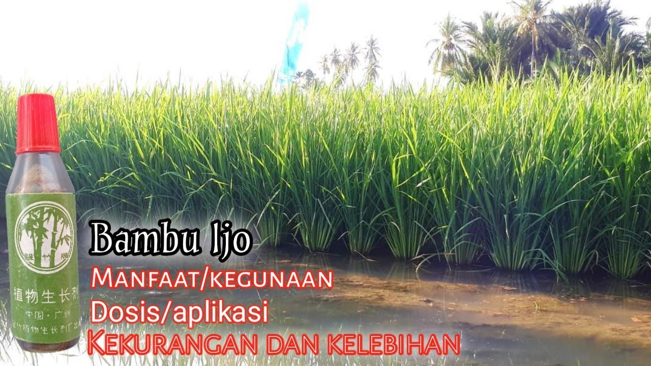 Manfaat menggunakan bambu ijo serta kekurangan dan kelebihan nya