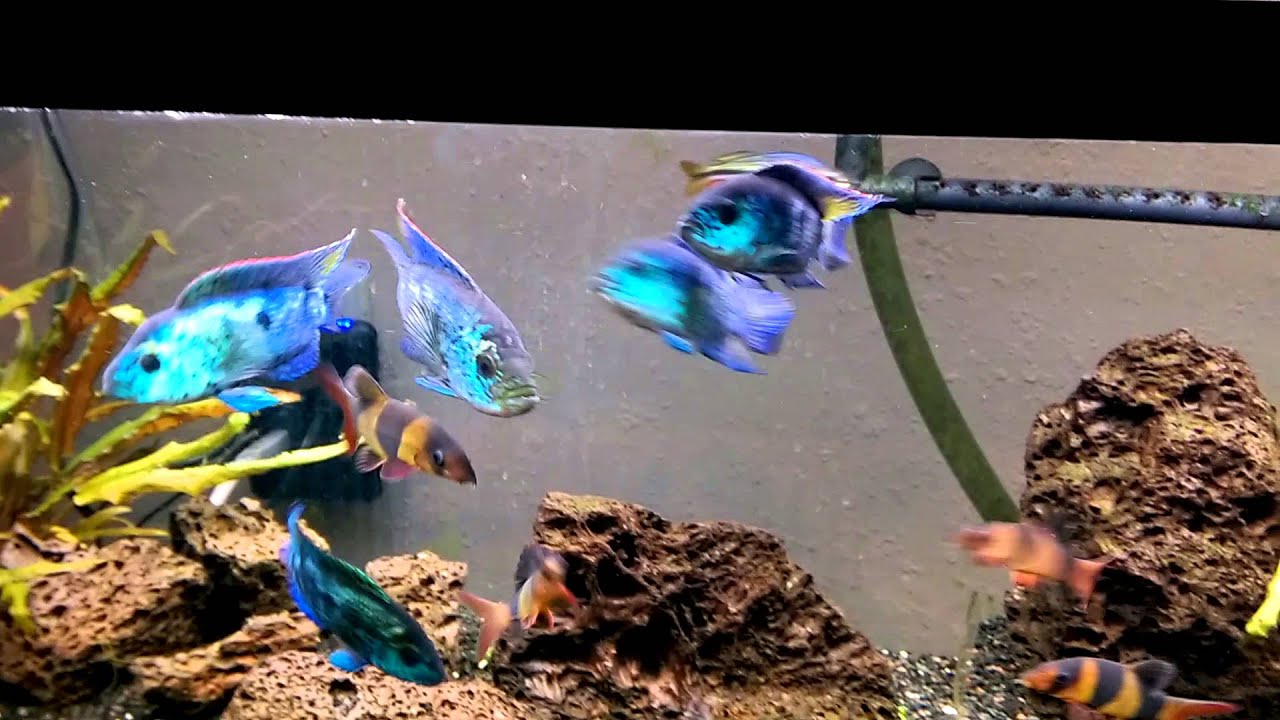 3/18/15 - 40L ELECTRIC BLUE JACK DEMPSEY