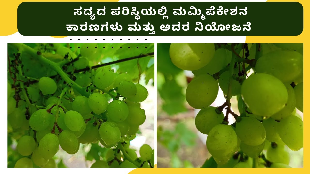 ಸದ್ಯದ ಪರಿಸ್ಥಿಯಲ್ಲಿ ಮಮ್ಮಿಪೆಕೇಶನ ಕಾರಣಗಳು ಮತ್ತು ಅದರ ನಿಯೋಜನೆ The reasons and management for mummyficat..