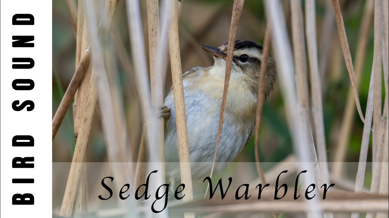 Sedge Warbler Sound
