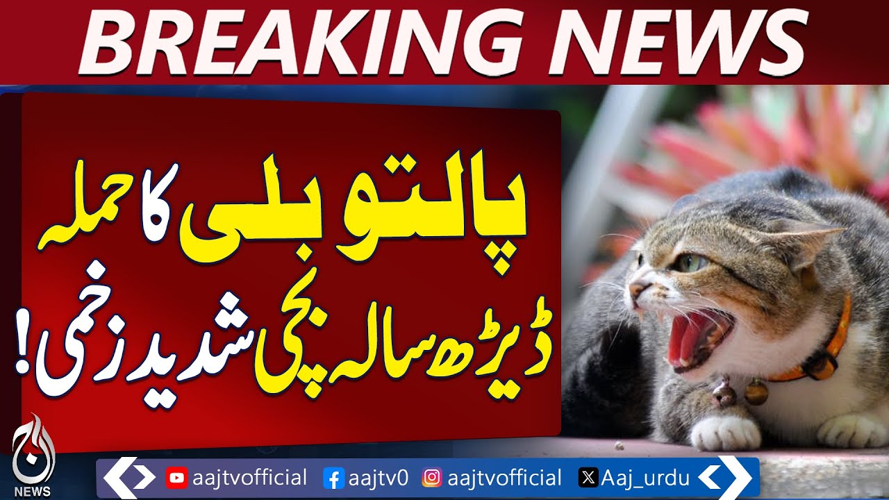 Burewala Incident | Pet Cat Injures 18-Month-Old Girl | Hospitalized