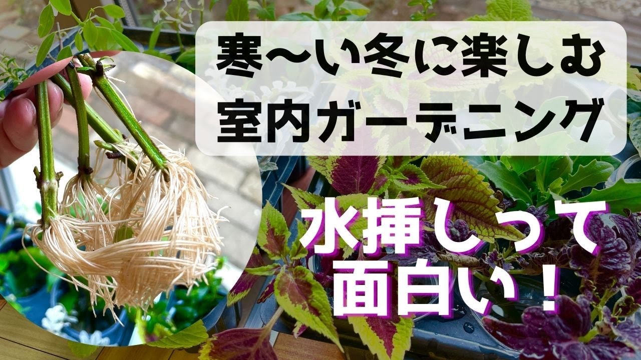 １７種類の水挿しの経過報告。成功も失敗も全部ご報告。寒い冬でも楽しめる室内での水挿しの様子と年末のご挨拶動画です。#ガーデニング #japanesegardening #gardening #水挿し