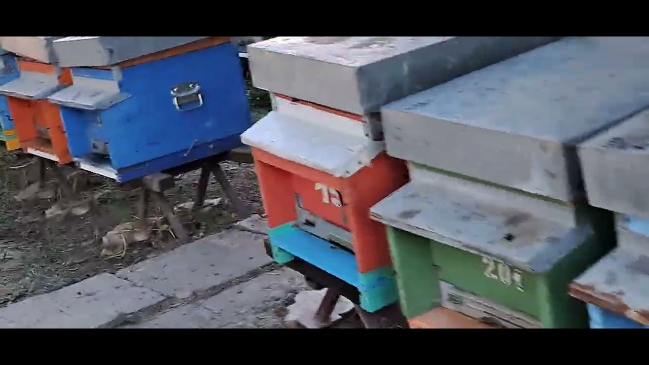 Rezultatul tratamentului cu Acid Formic.