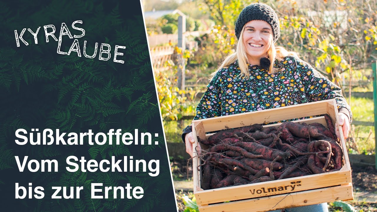 Vom Steckling bis zur Knolle: Selber Süßkartoffeln anbauen 🍠 | Kyras Laube