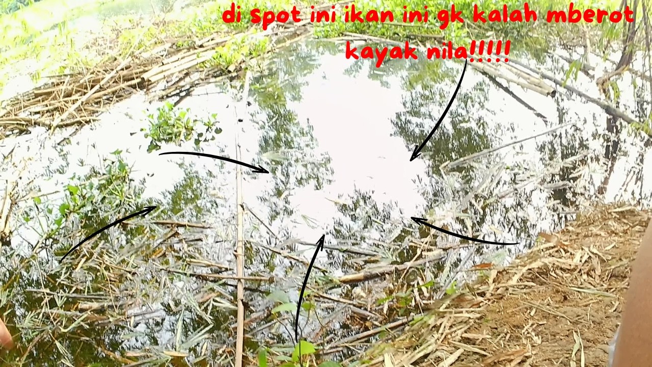 Mancing ini ikan lumayan juga berotannya