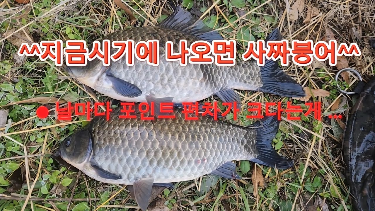 얼음 얼기전까지 사짜가 나오는 갈대밭/#꾼의선택TV #대림낚시 #사짜붕어 #충남서산