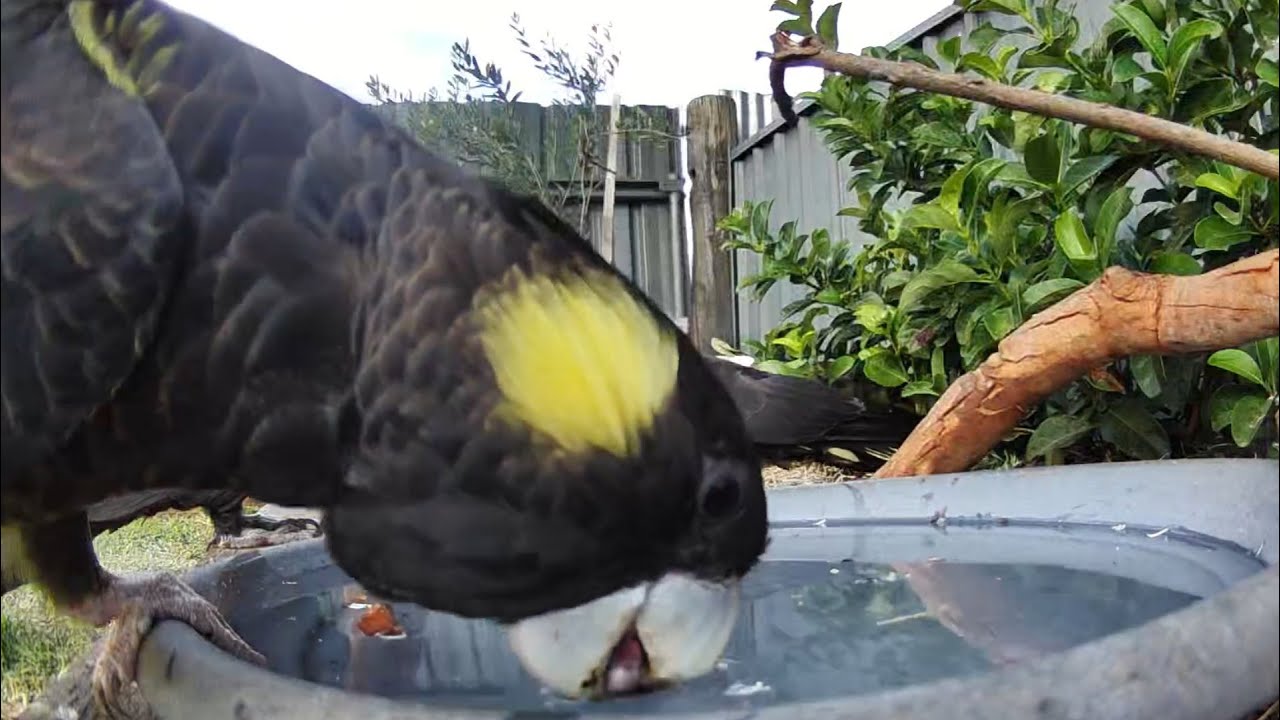 Australian Bird Bath Cam | 5/2/26 | corella attacks yellow tail black cockatoo | crazy action |