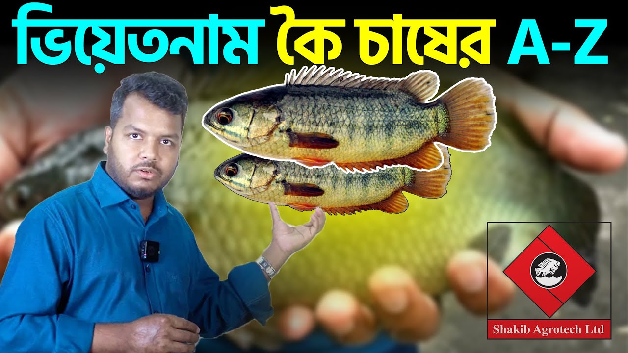 ভিয়েতনাম কৈ মাছ চাষের A-Z || Shakib Agro || ভিয়েতনাম কৈ চাষের বিস্তারিত || Vietnam koi