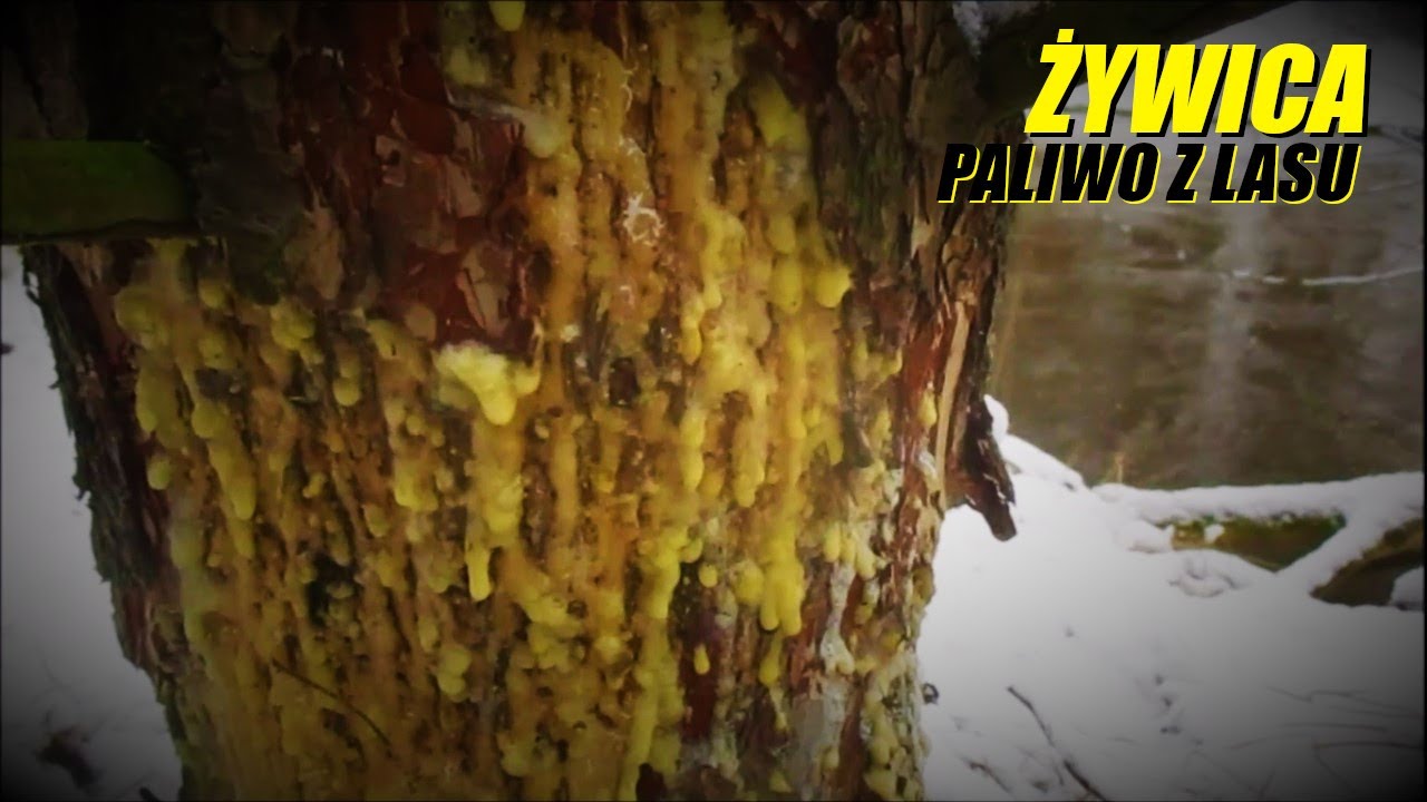 ŻYWICA naturalne paliwo z lasu DARY NATURY (2021)