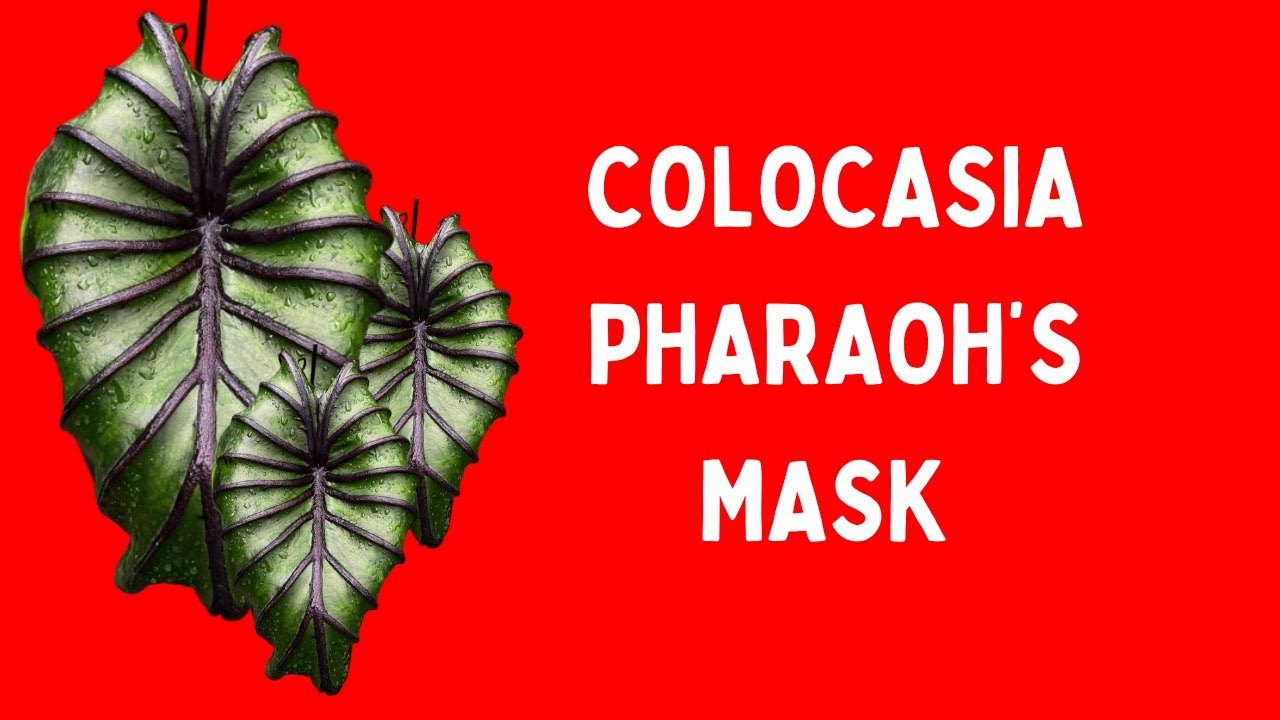 COLOCASIA PHARAOH’S MASK