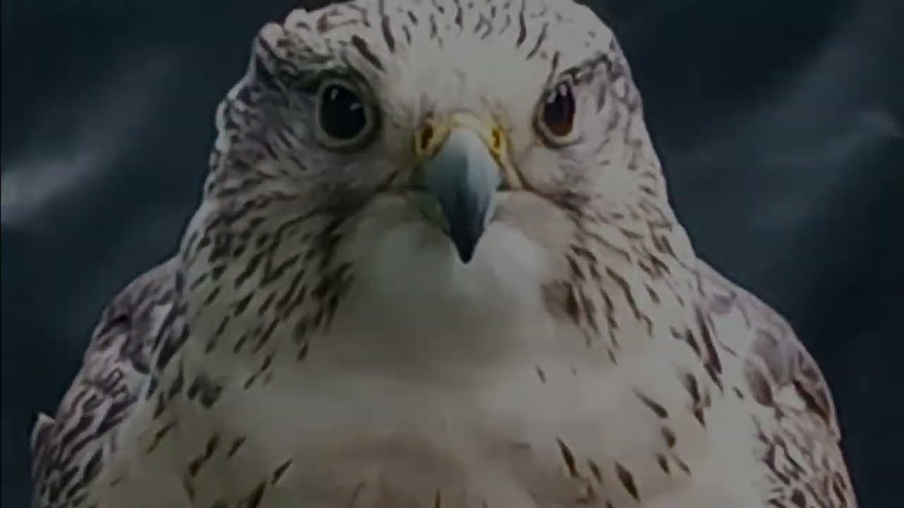 Falconry: Gyr/Saker Falcon Training/Bonding