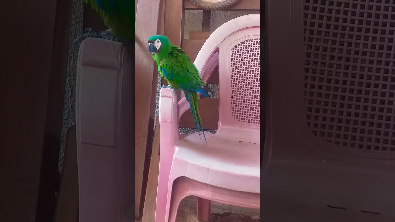 Arara Maracan&atilde;-gua&ccedil;u