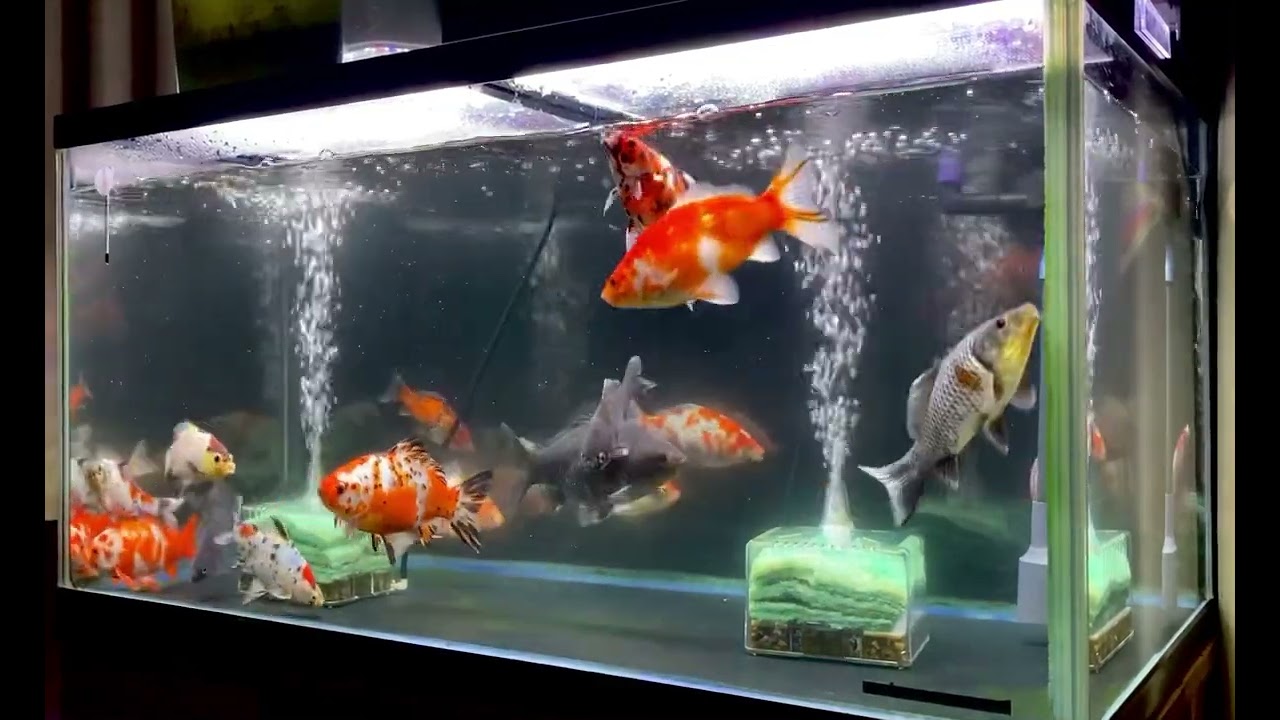 我が家の90cm金魚水槽2022/7/2