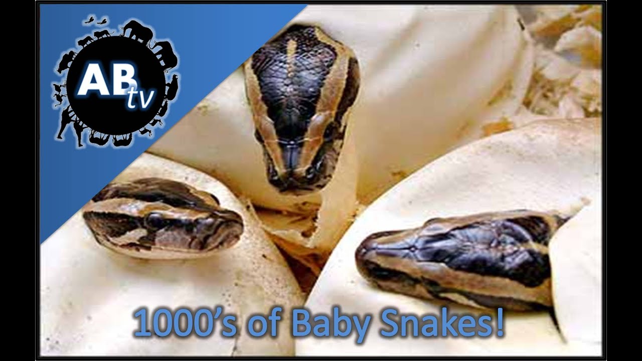 1000's of Baby Snakes! SnakeBytesTV : AnimalBytesTV