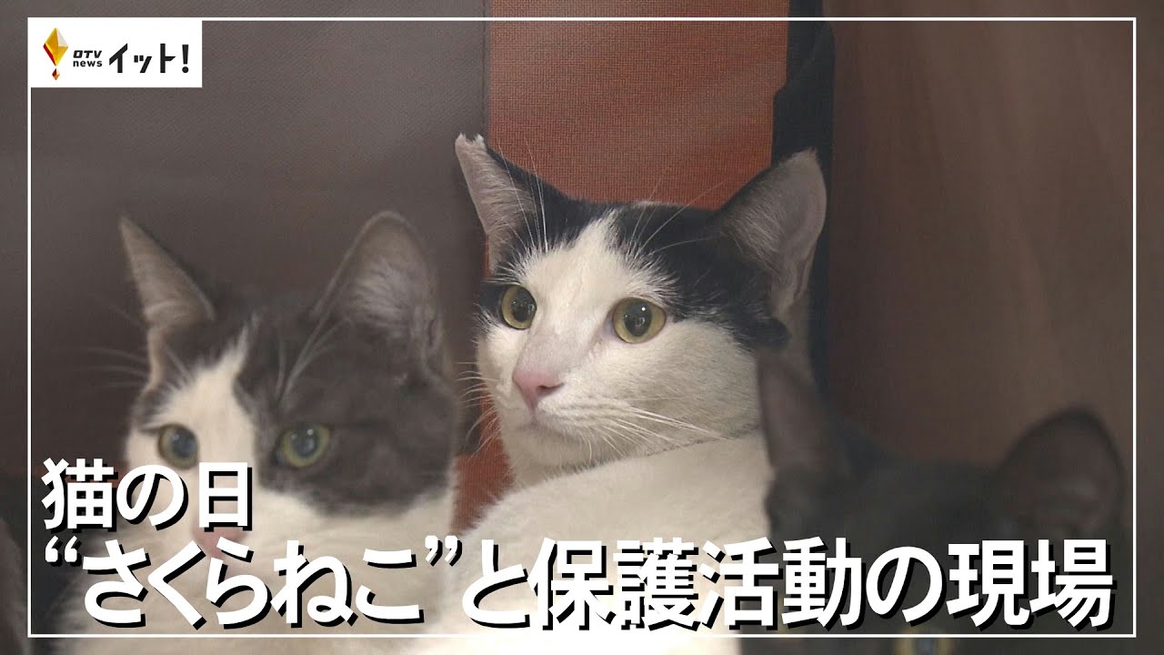 猫の日 &rdquo;さくらねこ&rdquo;と保護活動の現場（沖縄テレビ）2023/2/22
