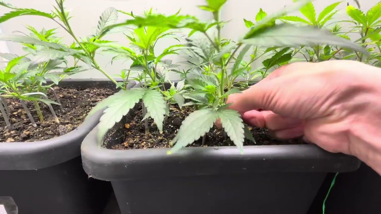 Gorilla Haze getoppt, 2x Banana OG Kush getoppt