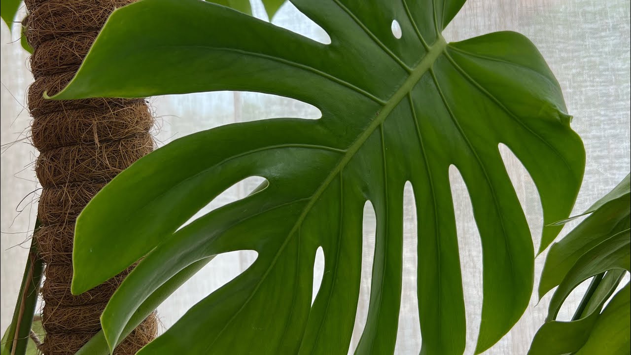 Rinvaso Monstera Deliciosa