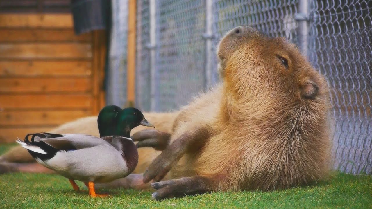 コールダックがカピバラをツンツン(反応強め) (Call duck peck capybara and... Part.2)
