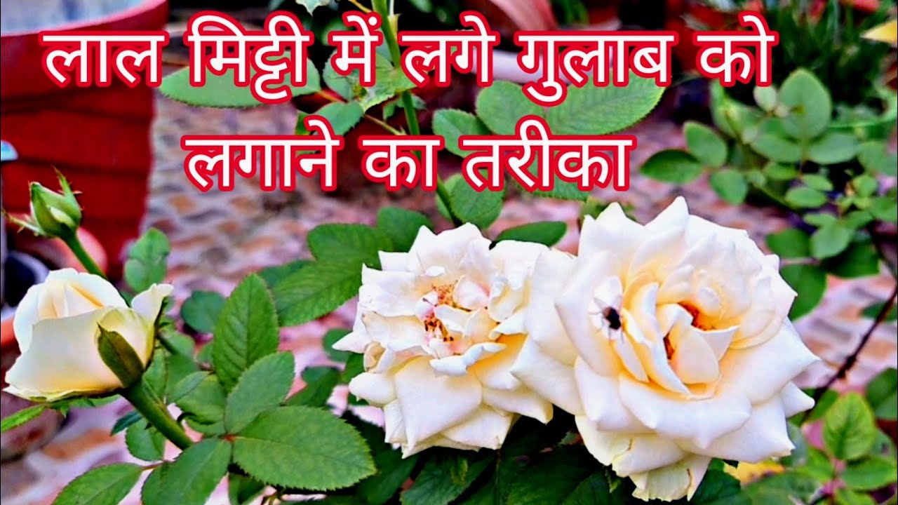 How to Repot Rose Plant in Red Soil | लाल मिट्टी में लगे गुलाब को गमले में कैसे लगाएं