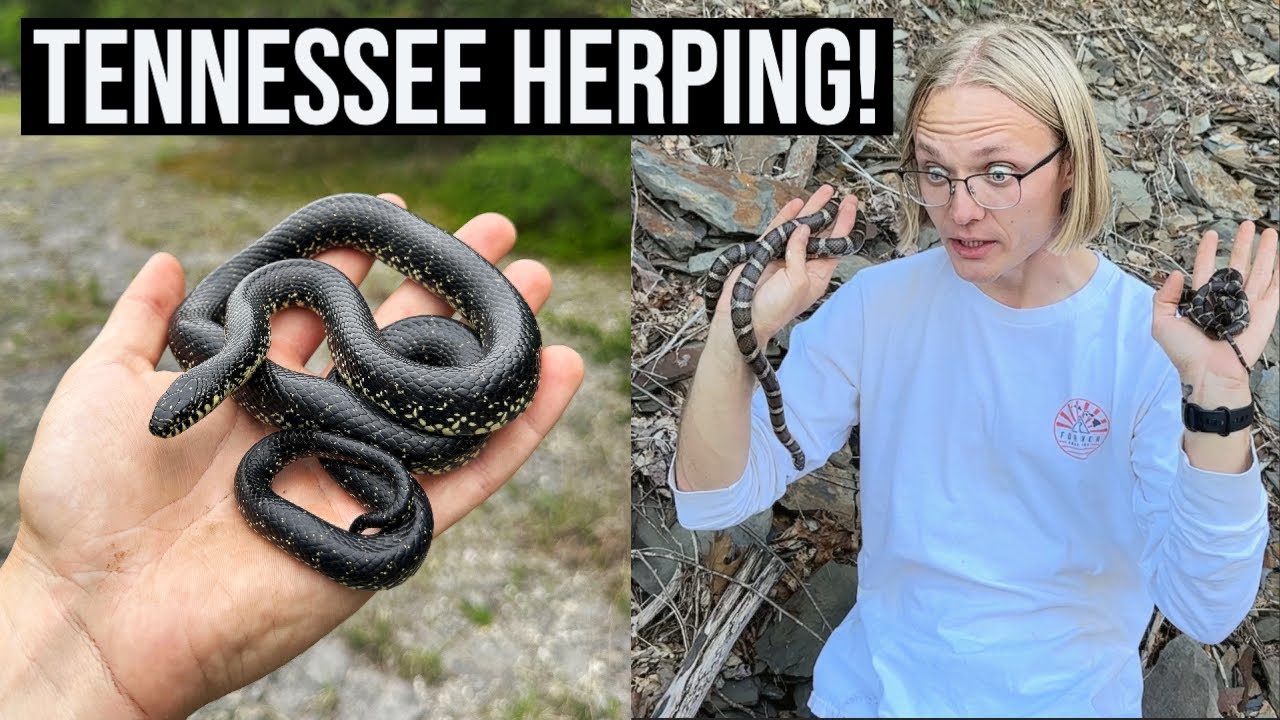 2 Week Herping Road Trip! First Leg: Kings and Milks in Georgia and Tennessee!