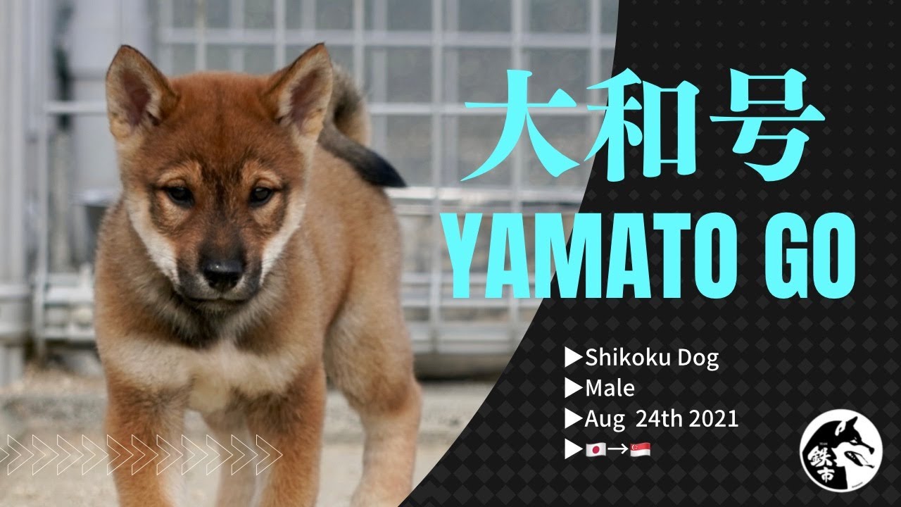 大和号ーYAMATO GOー