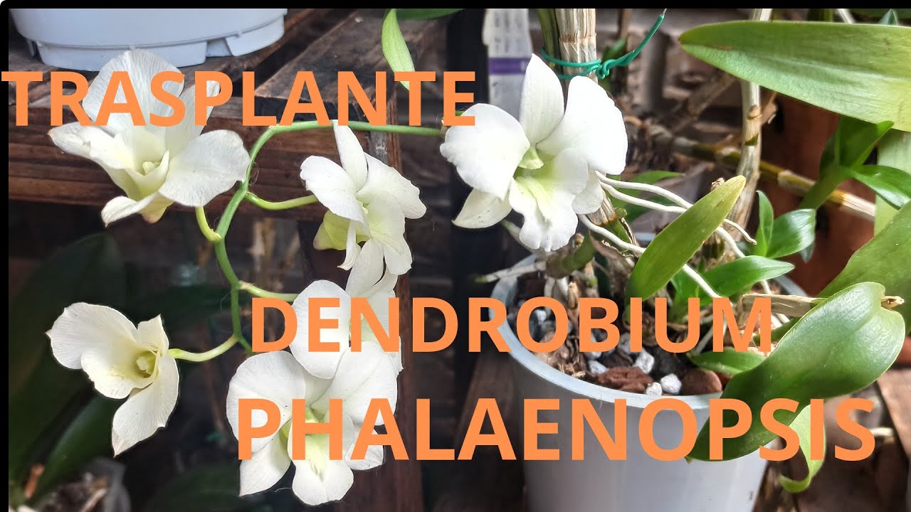 TRASPLANTE  DE DENDROBIUM  PHALAENOPSIS