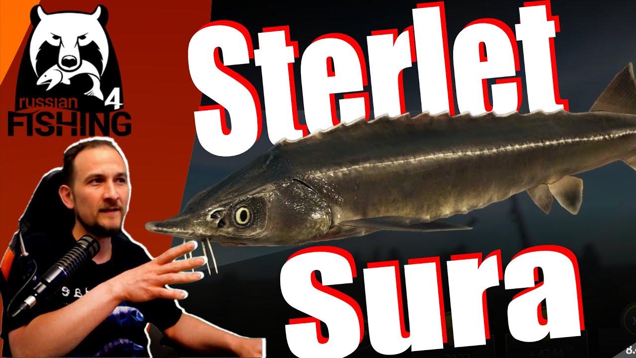 Russian Fishing 4 - Sura - Sterlet, ganz einfach!?