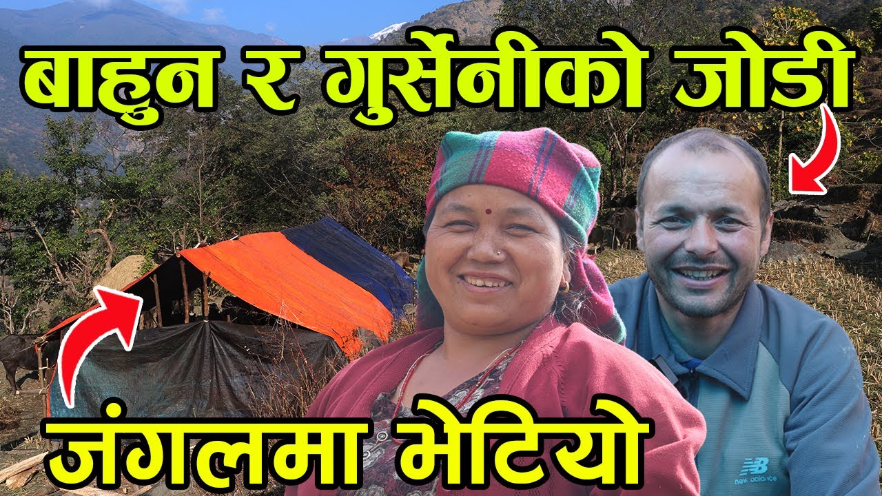 बाहुन र गुर्सेनीको जोडी डरलाग्दो जंगलमा भेटियो ! जंगलमै भैँसी पालेर बसेको जोडी ||kiranpaudel