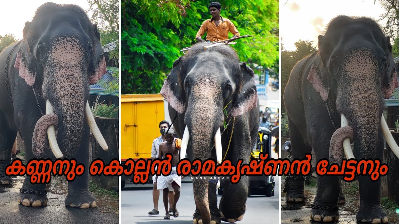 കണ്ണനും കൊല്ലൻ രാമകൃഷ്ണൻ ചേട്ടനും @gajayugaelephantlover993