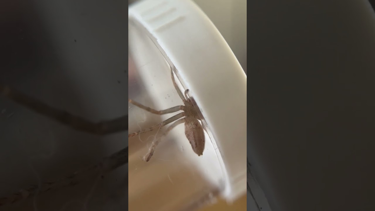 Beware THE CRICKET THEIF SPIDER