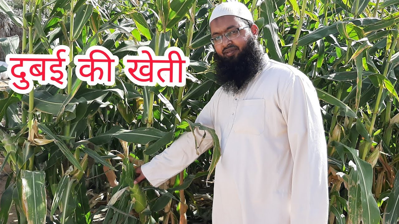 दुबई की खेती |Dubai Village Life | Dubai Vegetable Farming | Dubai Farm @dubaiinfo580