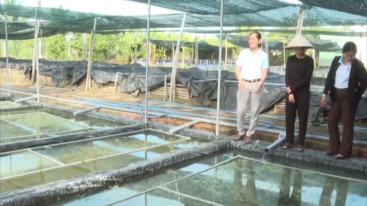 NUÔI ỐC BƯƠU ĐEN TRONG BỂ BẠT