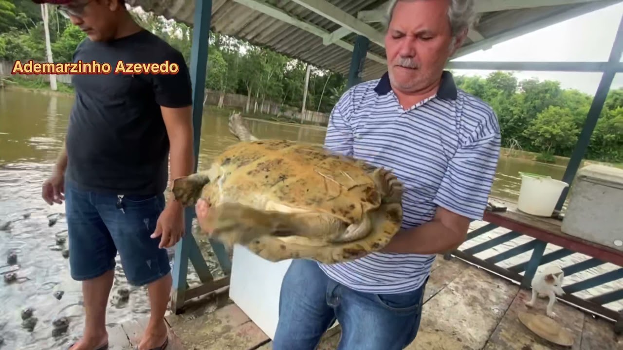Imagens de criação de Pirarucu e Quelônios/Fazenda Juazeiro /Manicoré/Am