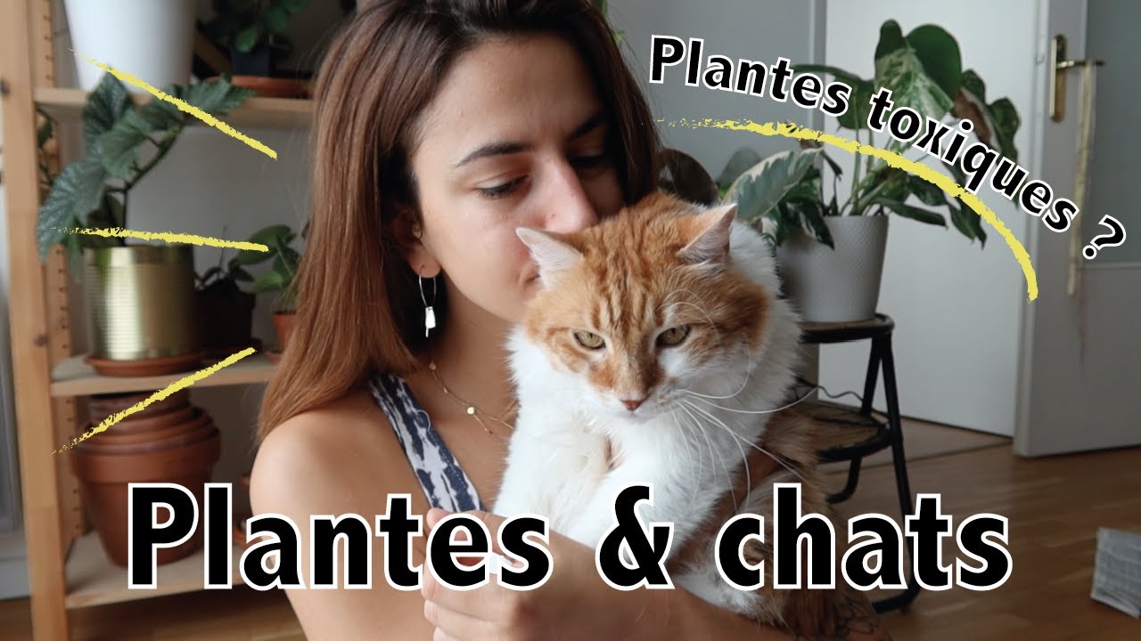 Les plantes non toxiques pour les chats ? Je vous explique tout !