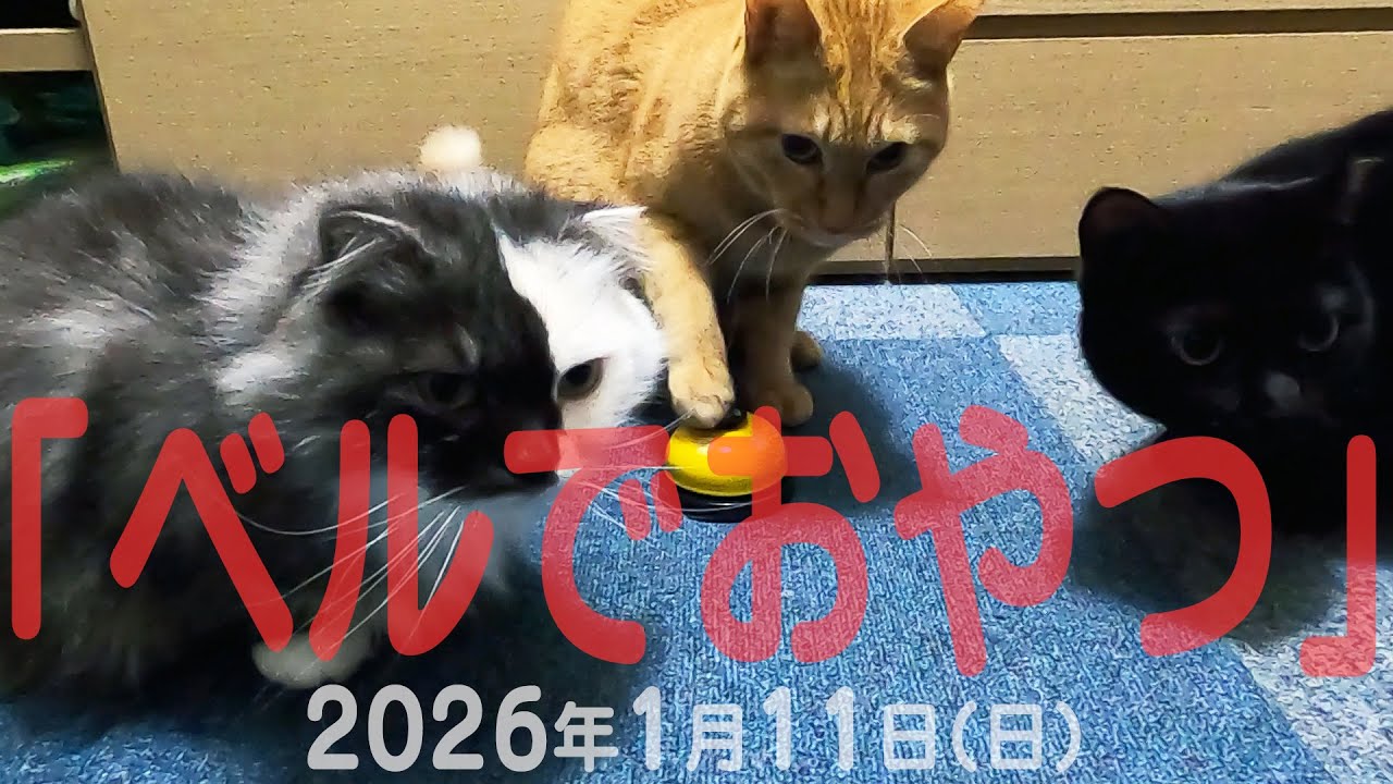 我が家の猫たち「ベルでおやつ」2026年1月11日(日) 