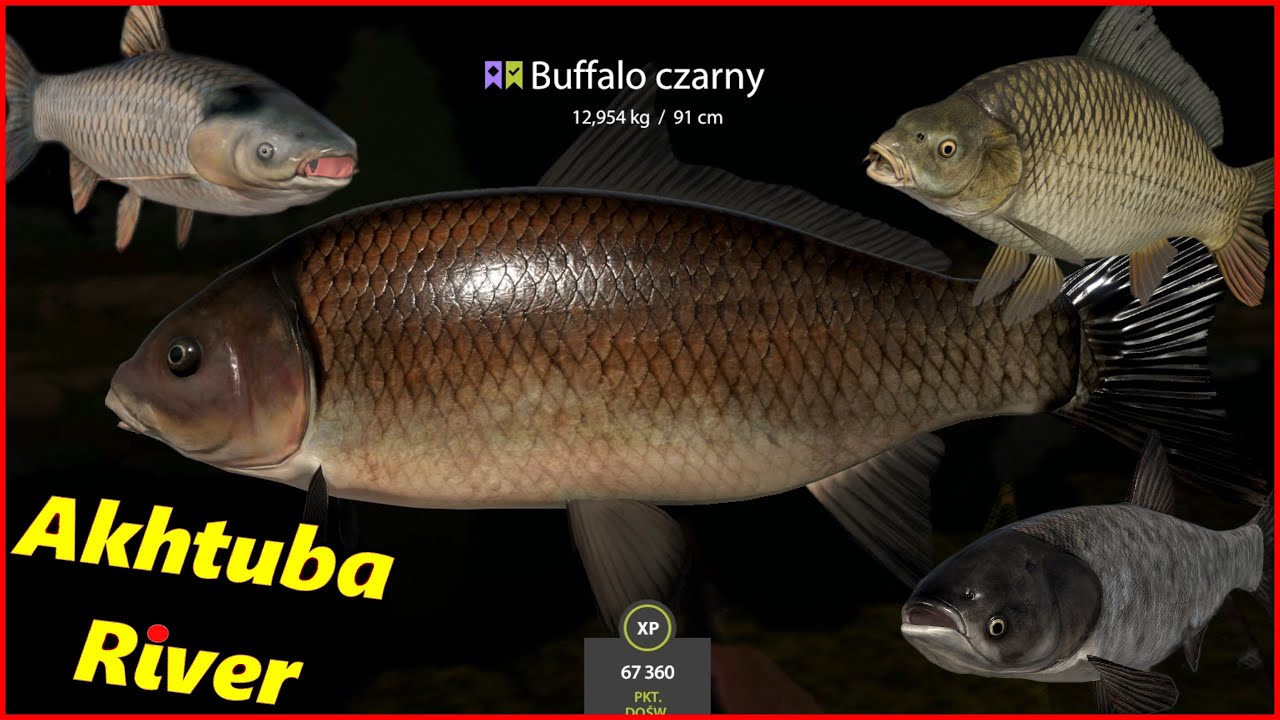 Black Buffalo & more Akhtuba River 