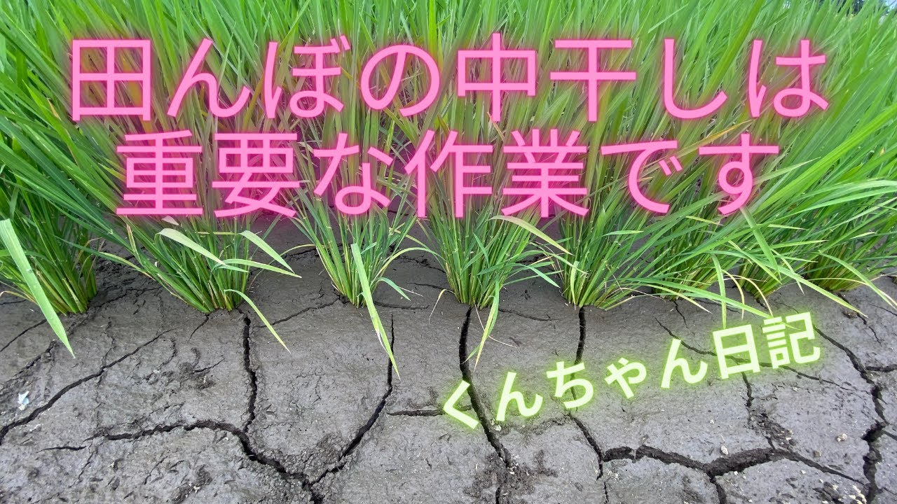 田んぼの中干しは重要な作業です