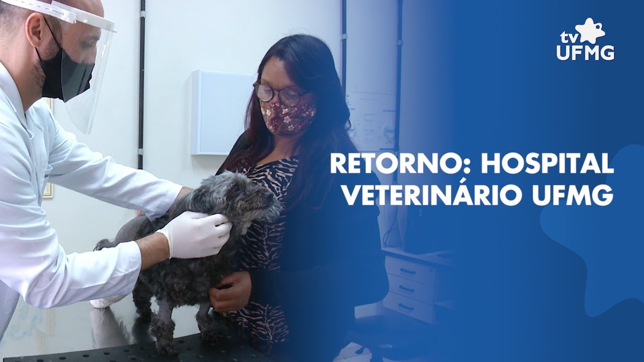 Hospital Veterinário UFMG retoma atividades