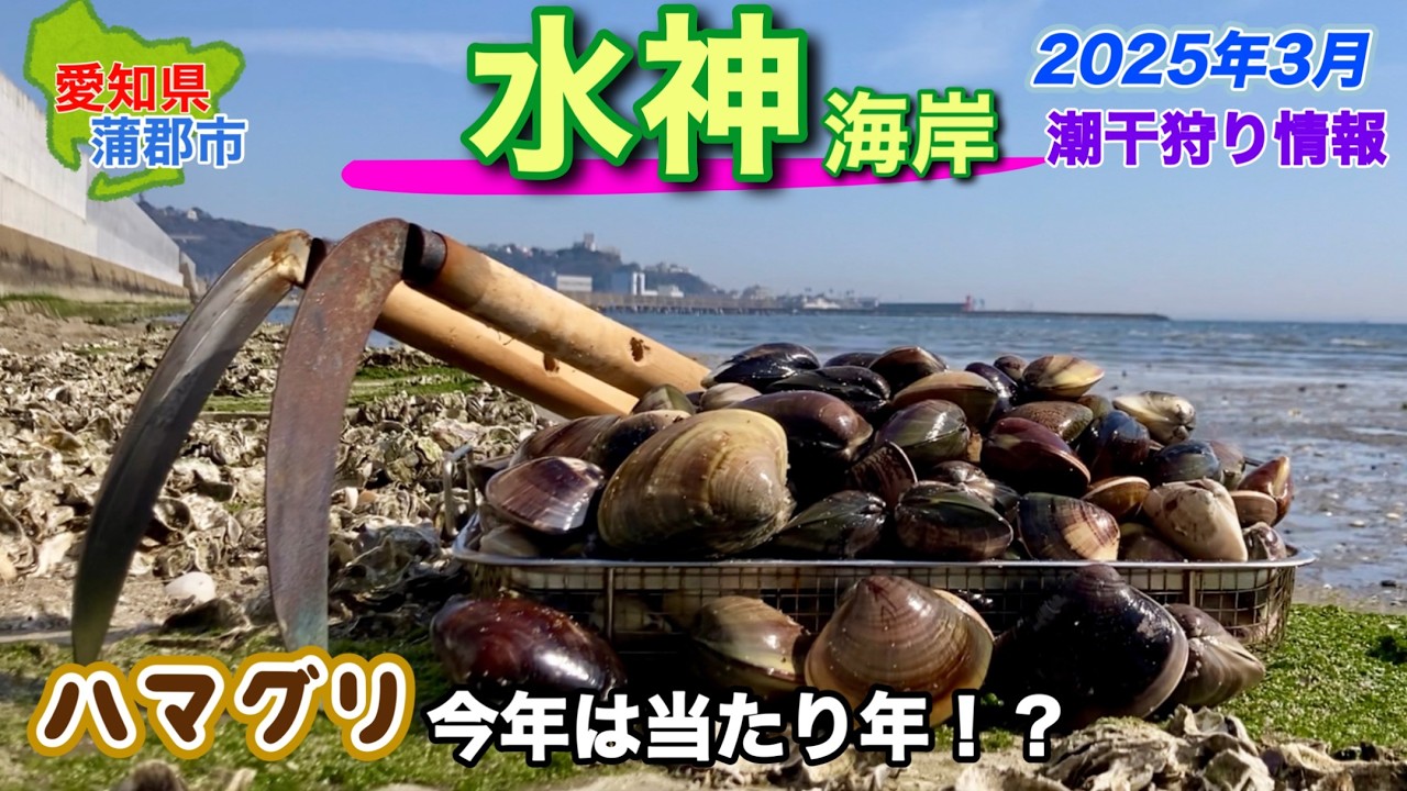 ハマグリの上手な掘り方教えます。是非試してみてください。