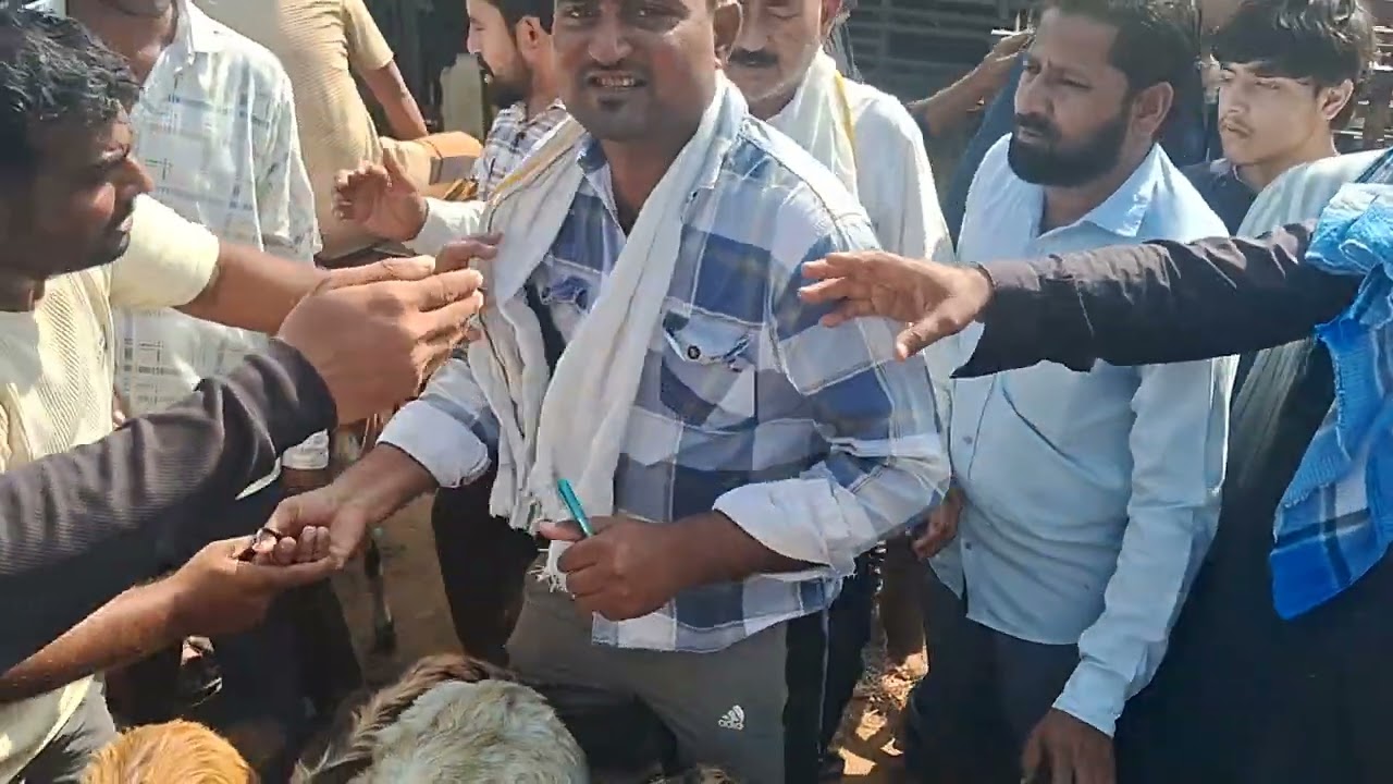 मंगलवार 4 नवम्बर सीकर बकरामन्डी खूबसूरत बच्चे aaye हुए हैं लाइव सोदा फुल लोड mandi 