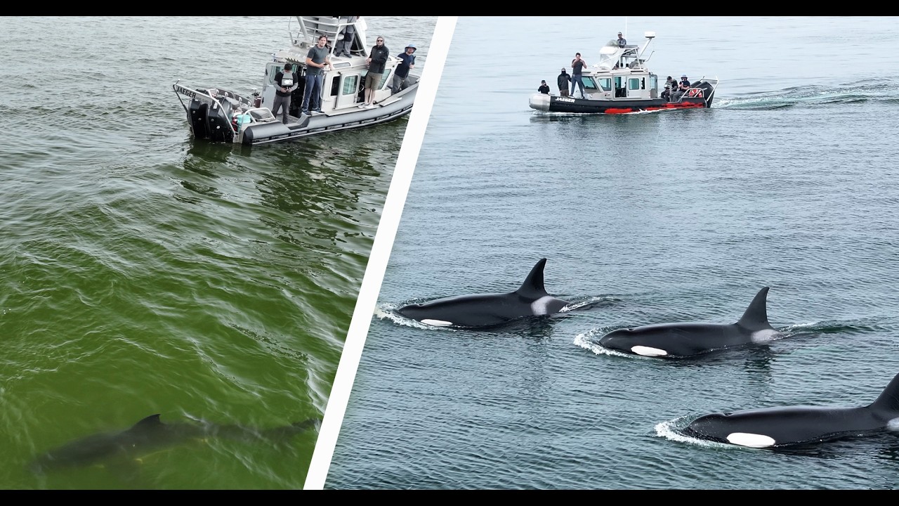 Filming Baby Orcas & Great White Sharks on the Same Day