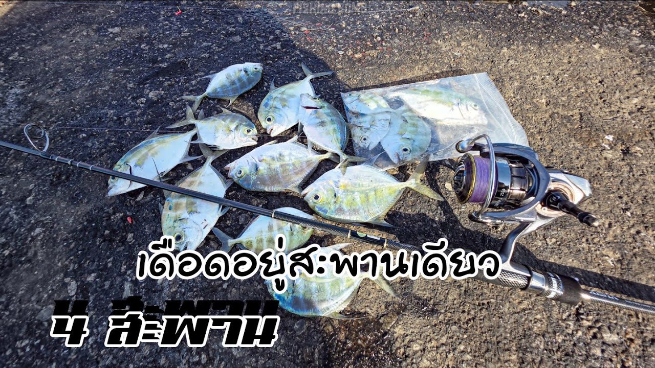 ใช้เหยื่ออะไร ปลากัดดีเป็นบ้าเลย #ตกปลาไอ้เปีย #aji #ชลบุรี 