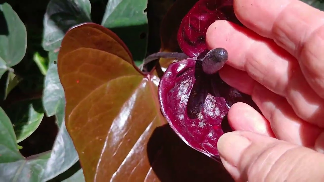 Plantinhas em pleno verão lindas.